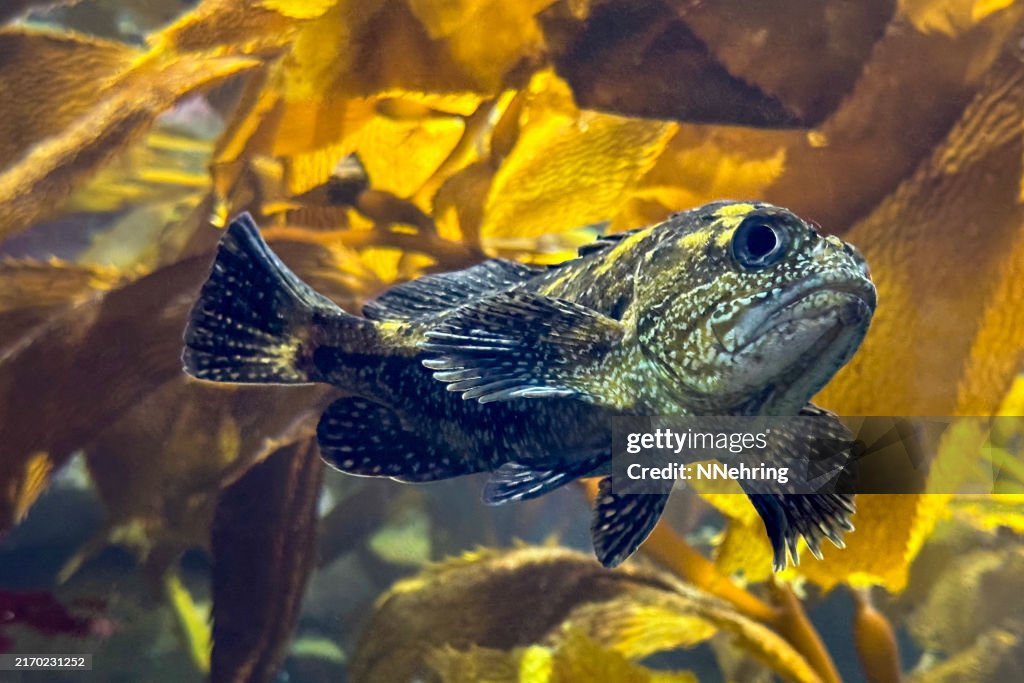 China rockfish, Sebastes nebulosus