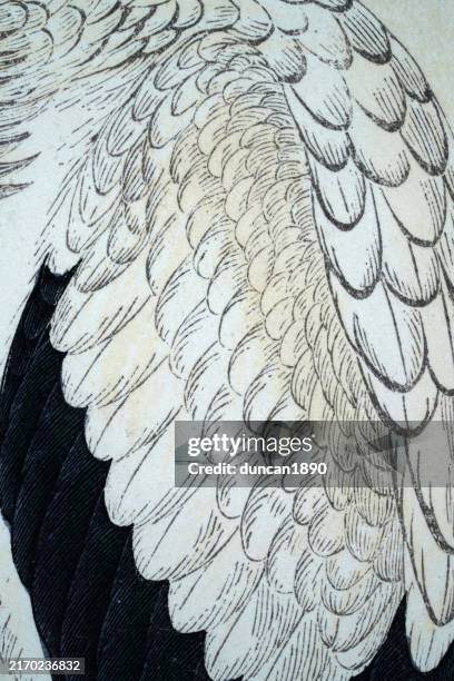abstract natural feather pattern - feather background stock illustrations