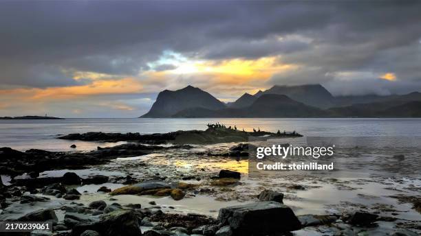 distant silhouette of cormorants on beach, lille sandnes, flakstad, lofoten, vesteral and lofoten islands, nordland, norway - europäisches nordmeer stock-fotos und bilder