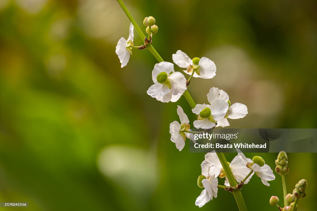 Lance-Leaf Arrowhead (Sagittaria lancifolia) Blooming in Wetland