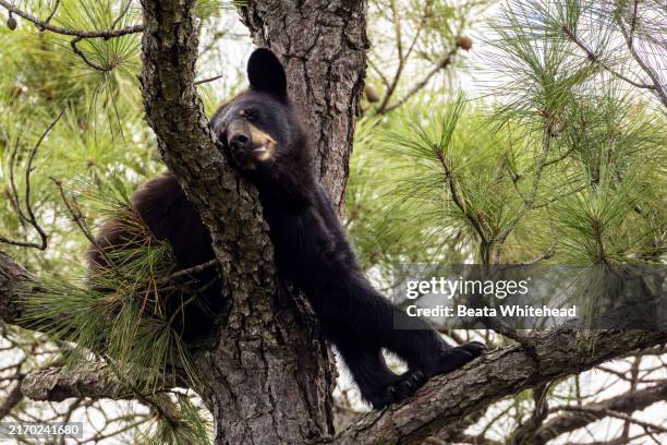 black bear (ursus americanus) relaxing in a pine tree - black bear stock pictures, royalty-free photos & images