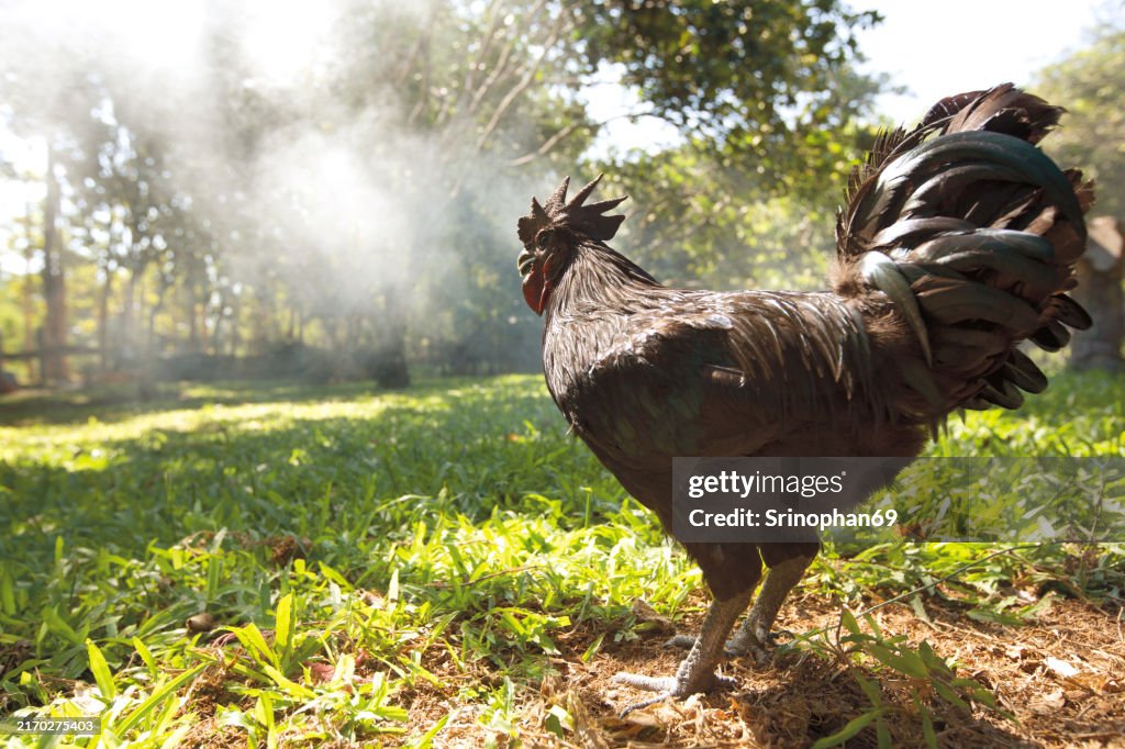 A black rooster stands gracefully on a rural farm, representing free-range and organic farming practices. This photo was taken outdoors, highlighting the natural beauty and sustainability of rural poultry farming.