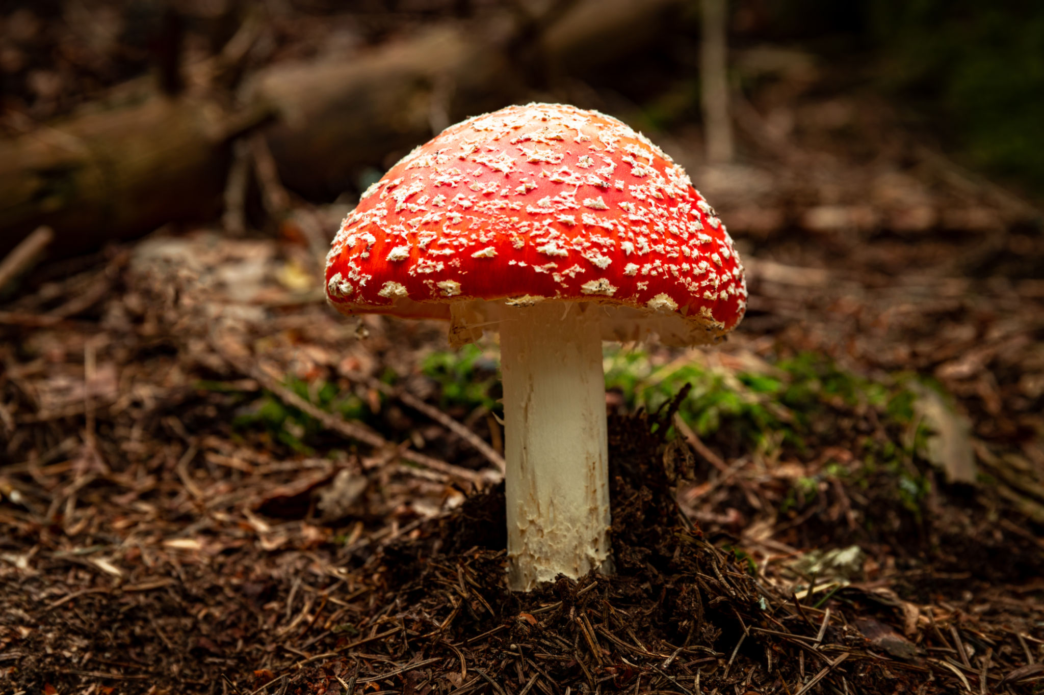 Poisonous red fly agaric Amanita muscaria, a hallucinogenic mushroom growing in the forest. Poisonous red fly agaric Amanita muscaria, a hallucinogenic mushroom growing in the forest.