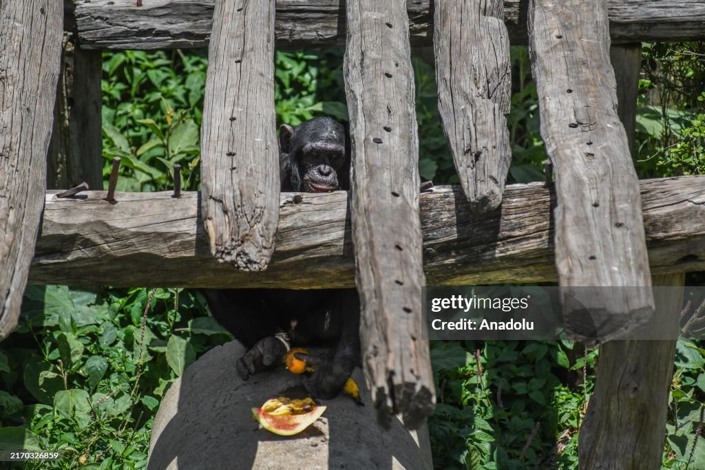 Chimpanzees rescued in Kenya are protected at Ol Pejeta in Nanyuki