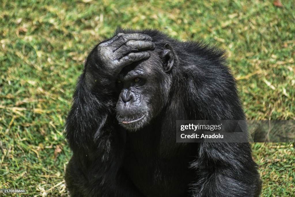 Chimpanzees rescued in Kenya are protected at Ol Pejeta in Nanyuki