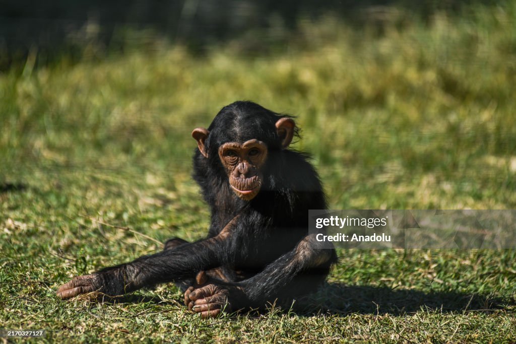 Chimpanzees rescued in Kenya are protected at Ol Pejeta in Nanyuki