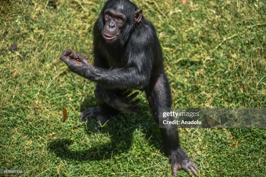 Chimpanzees rescued in Kenya are protected at Ol Pejeta in Nanyuki