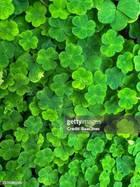 clover on the forest floor - clover stock pictures, royalty-free photos & images