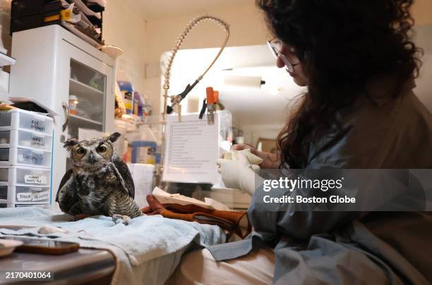 Providence, RI Sheida Soleimani tended to a Great Horned Owl with a case of what she suspected was west nile virus. The owl had been brought her...