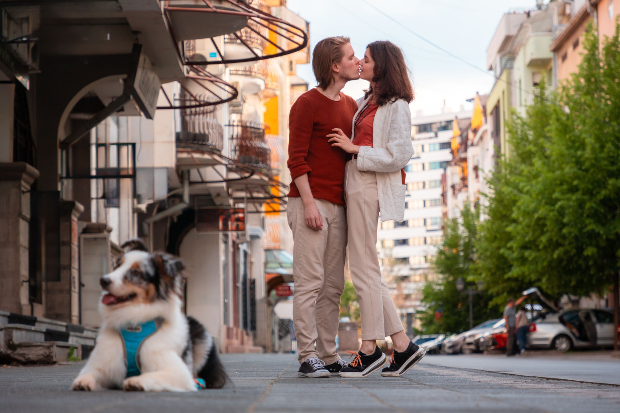australian shepherd family