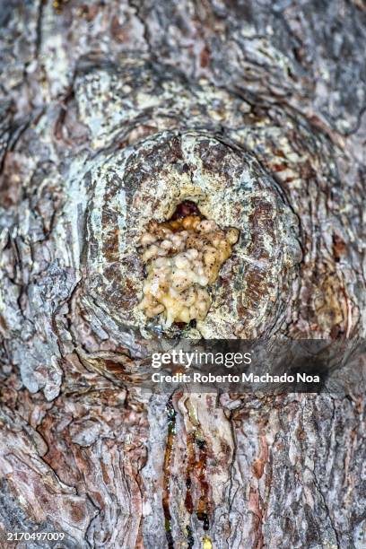 resin tree trunk bark - resin texture stock pictures, royalty-free photos & images