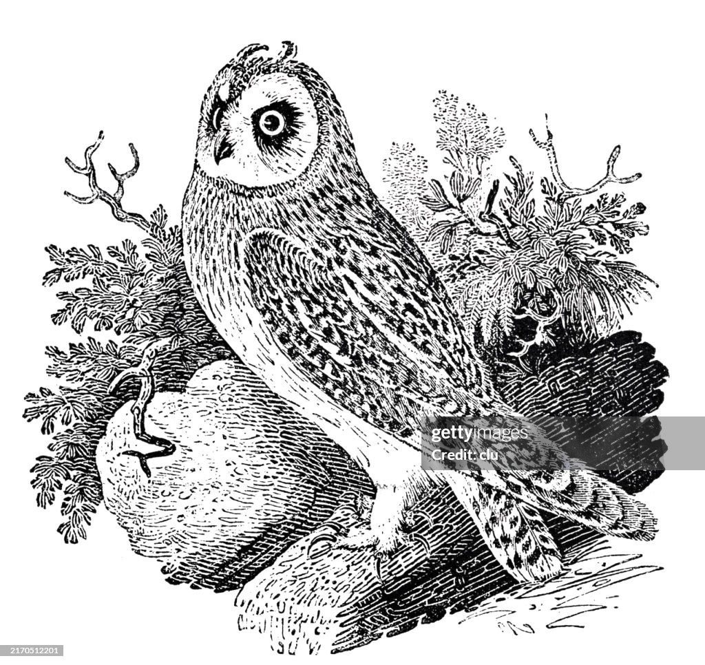 By Thomas Bewick, The short-eared owl