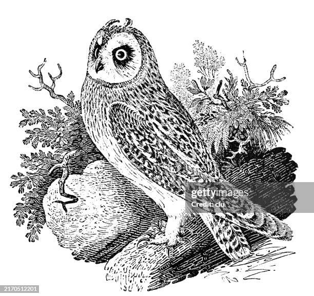 by thomas bewick, the short-eared owl - short eared owl uk stock illustrations