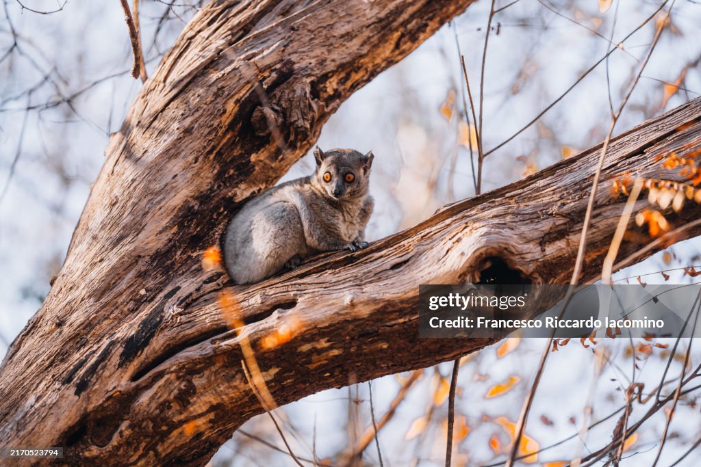 Sportive night lemur, Kirindy forest, Madagascar