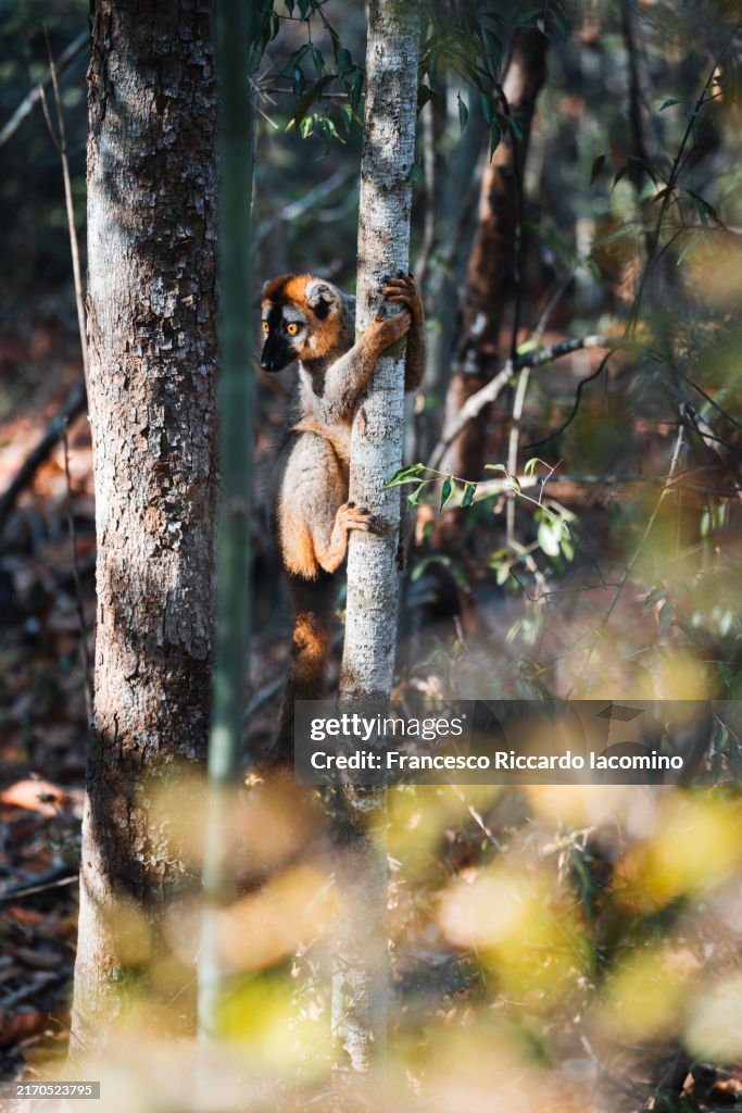 Common brown lemur in Kirindy forest, Madagascar