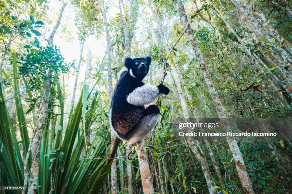 Indri Indri Lemur, Andasibe, Madagascar