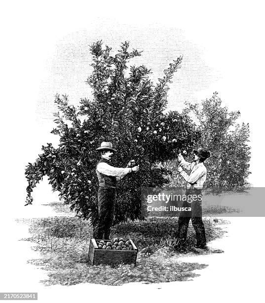 illustrazioni stock, clip art, cartoni animati e icone di tendenza di illustrazione antica: raccolta delle arance, florida - albero da frutto