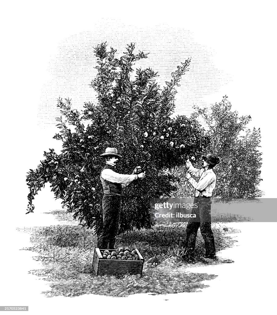 Antique Illustration: Oranges picking, Florida