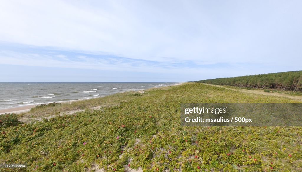 Erktroi daras ant kopos prie Juodkrants Dog Rose garden on the dune near Juodkrant