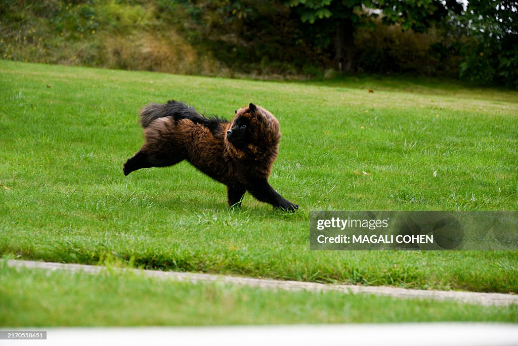 Gabriel Attal S Dog Volta During The Parliamentary Days Of The gabriel-attal-s-dog-volta-during-the-parliamentary-days-of-the