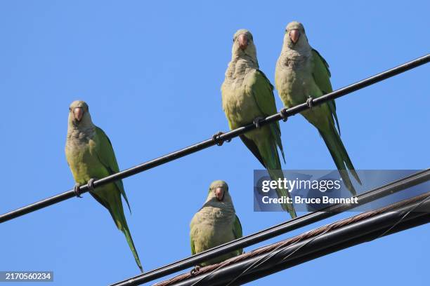 Monk Parrots populate a neighborhood on September 05, 2024 in Bellmore, New York. The parrot colony is believed to be descendants of pets from...
