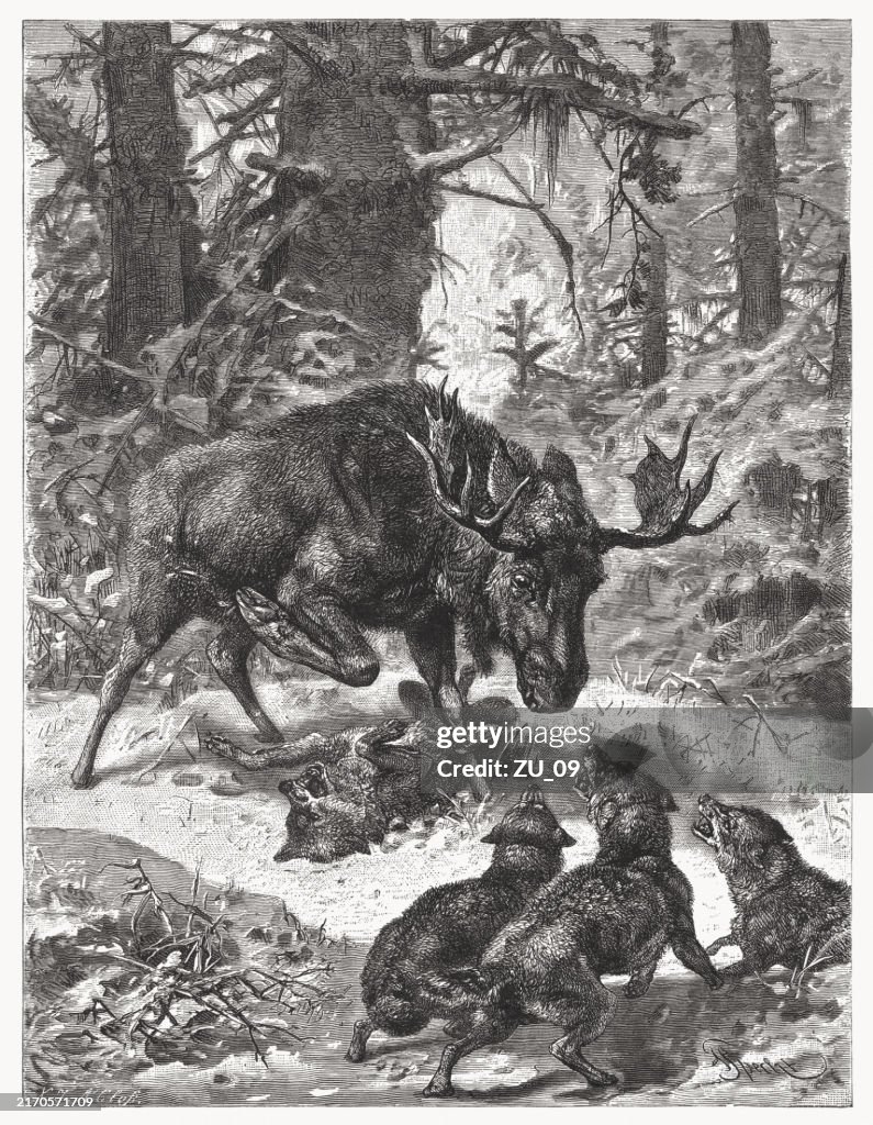A moose fighting wolves, wood engraving, published in 1880