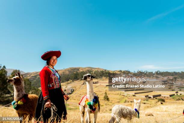 porträt einer indigenen chinchero-frau mit liamas auf einem berg, in moray, peru - peru stock-fotos und bilder