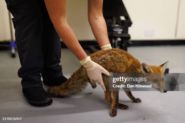 Fox named as 'Depp', that was found hanging upside down in a plum tree, is checked for injuries at the Fox Project's 'Den' office on September 06,...