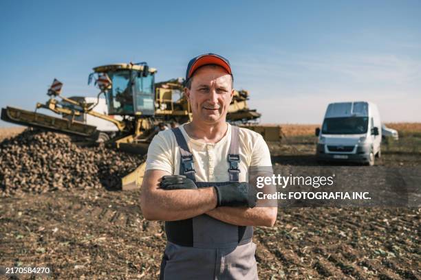 male farmer working in the crop field in the morning - suikerbieten stockfoto's en -beelden
