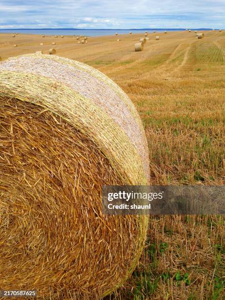 hay bales - hooiberg stockfoto's en -beelden