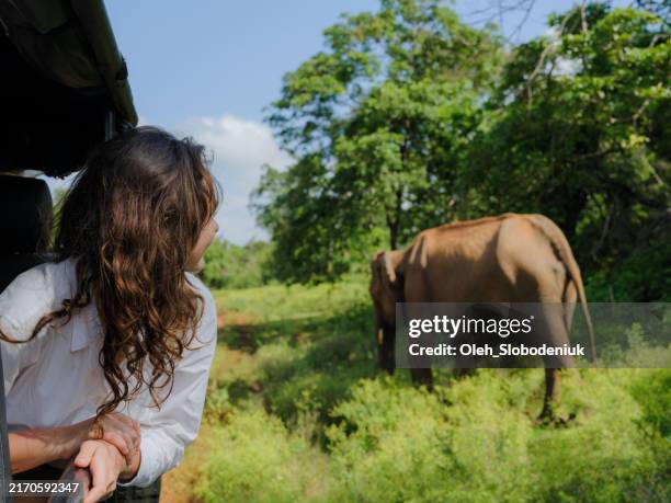 woman looking at elephant from off-road car in yala national park in sri lanka - sri lanka stockfoto's en -beelden