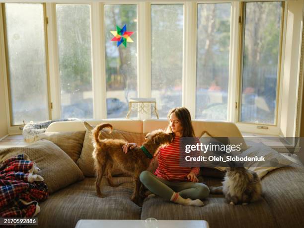 woman cuddling with dog and cat on the sofa on sunny afternoon - gato domesticado imagens e fotografias de stock