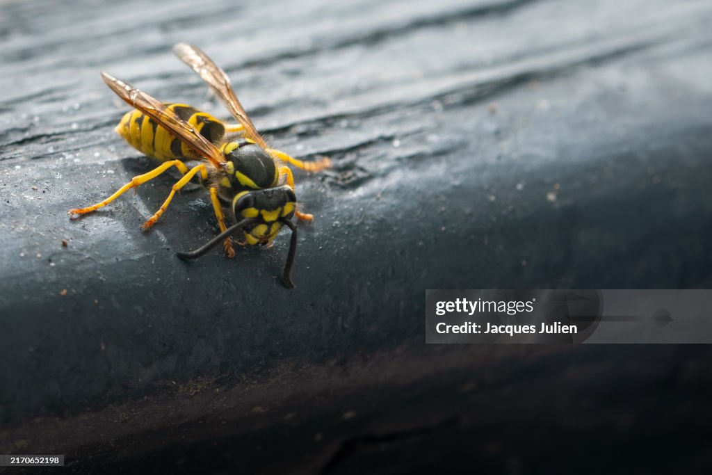 European wasp isolated