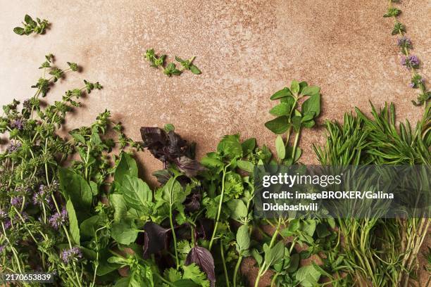 assortment of herbs, spices, top view, set, basil, tarragon, ombalo, rosemary, food background, concept - tarragon flowers photos et images de collection