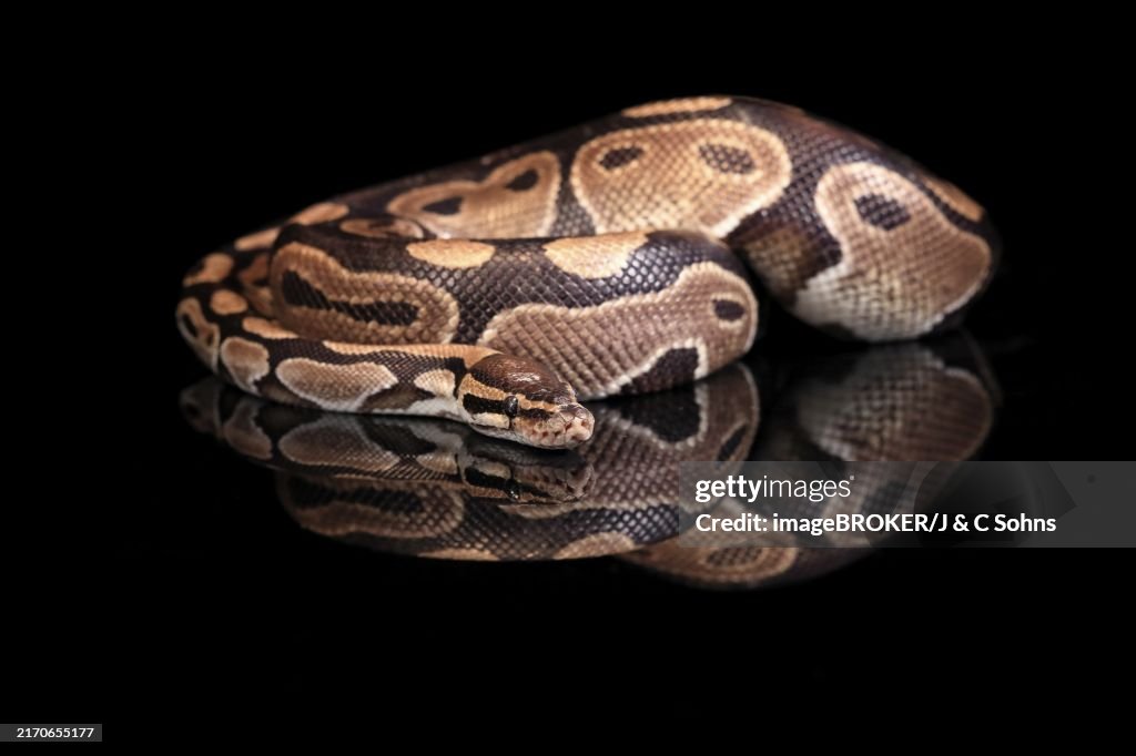 Central African Python Good Photo King Python Adult Resting Captive Central Africa West Africa High-Res ...
