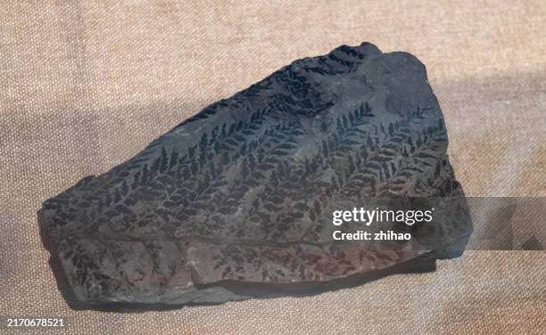 fossil coal with fern imprints - fossil stock pictures, royalty-free photos & images