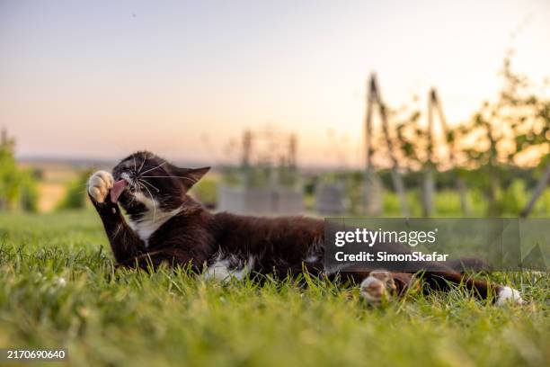 smokingkatze liegt während des sonnenuntergangs auf einem grasbewachsenen feld vor klarem himmel - weidekätzchen stock-fotos und bilder