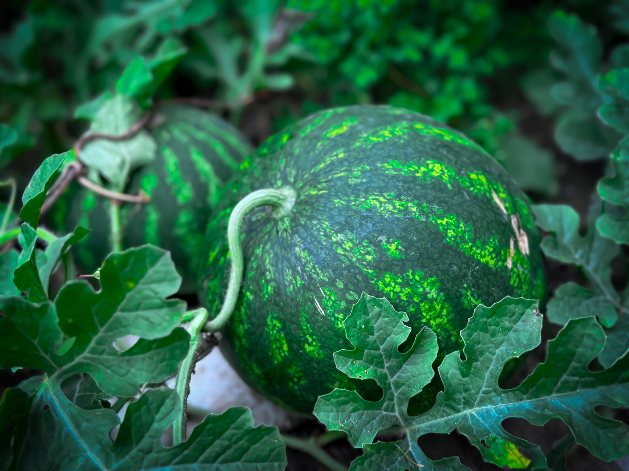 organic gardening