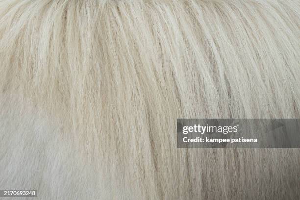 a horse's mane with a lot of white hair - textured hair stock pictures, royalty-free photos & images