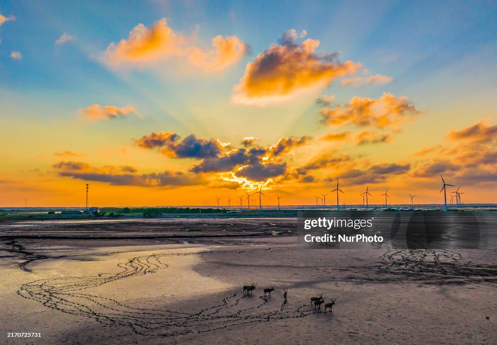 Elks Play on A Beach in Yancheng