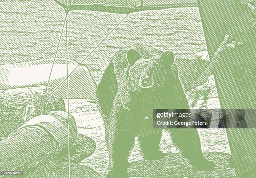 Bear walking into campsite