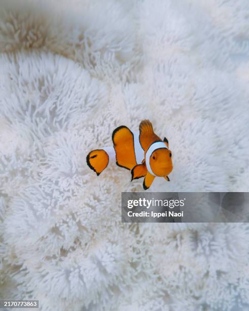 clownfish with bleached anemone - clown fish stock pictures, royalty-free photos & images