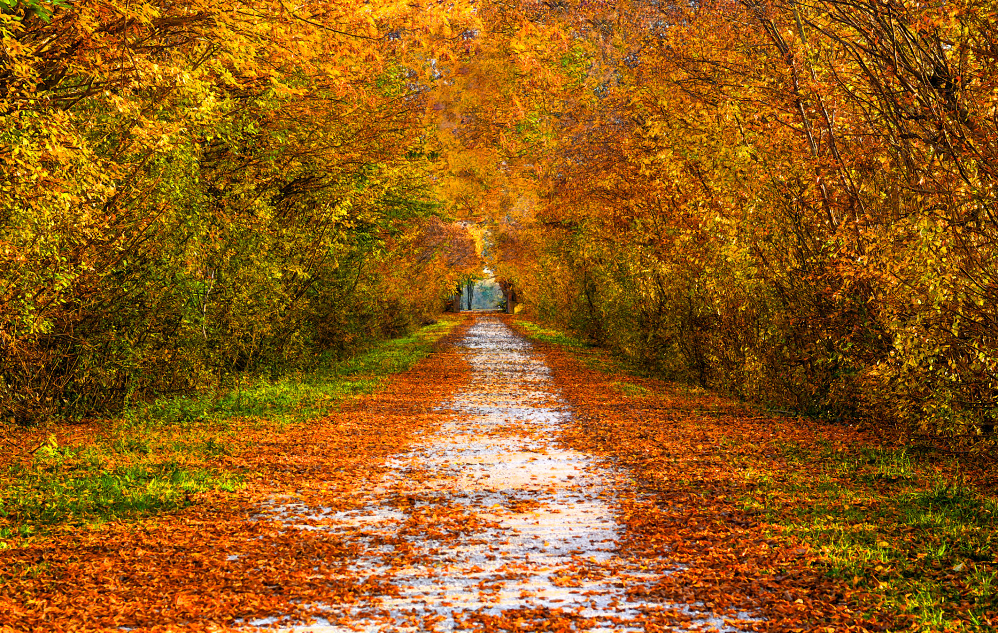 the beautiful path becomes a tunnel with the colors of autumn the beautiful path becomes a tunnel with the colors of autumn
