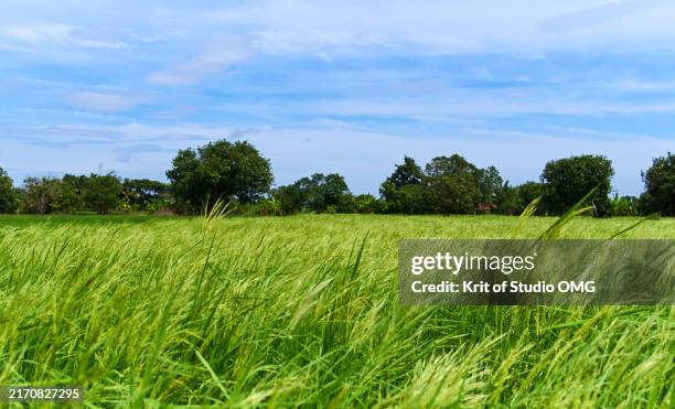 green rice field with swaying panicles against a blue sky and forest line - bries stockfoto's en -beelden