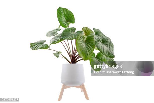 homalomena plant in white pot, green leaf with white petioles isolated on white background, - houseplant stock pictures, royalty-free photos & images
