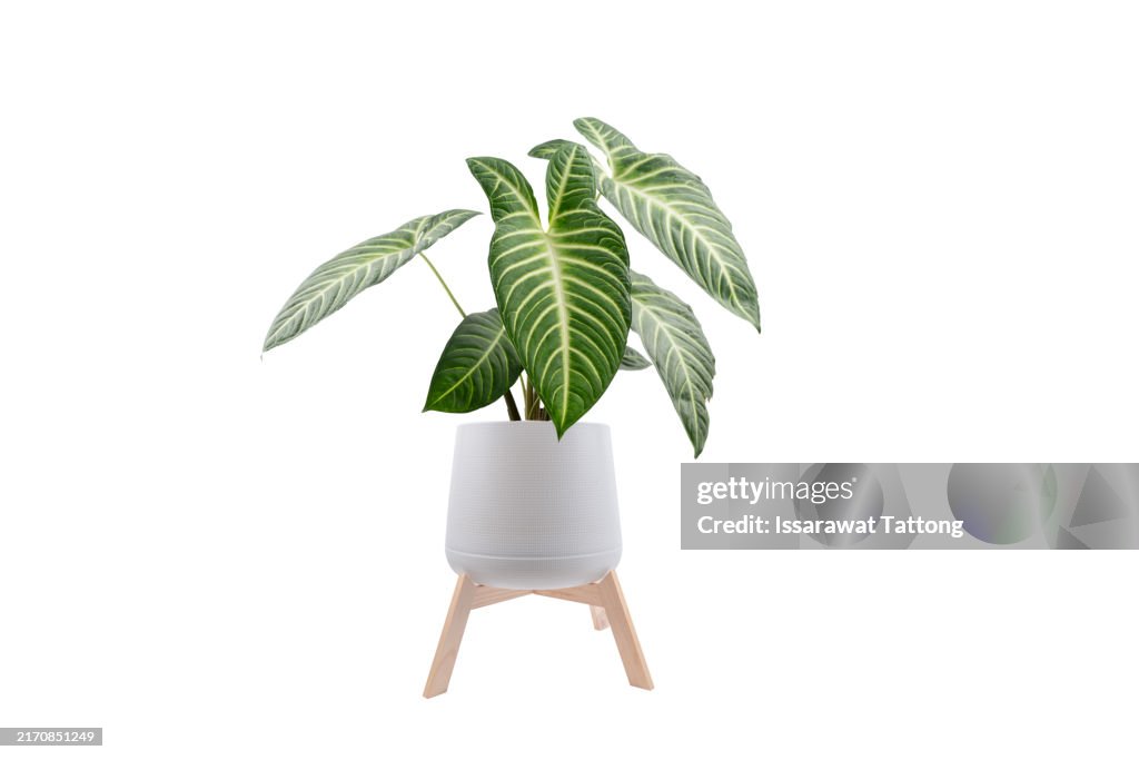 Eaf xanthosoma lindenii or yautia tree isolated on white background