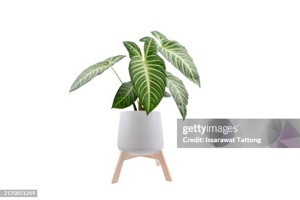 eaf xanthosoma lindenii or yautia tree isolated on white background - potted plant stock pictures, royalty-free photos & images