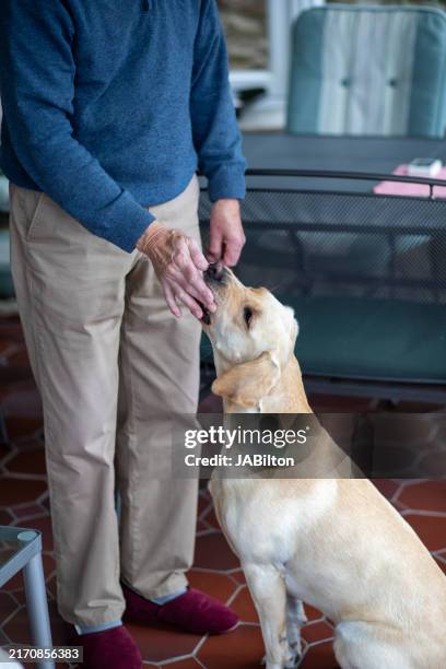 Labrador Owner 83 Labrador Standing With Owner Stock Photos, High-Res Pictures, and ...