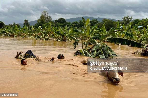 Two men guide cattle through high flowing flood waters in Sin Thay village in Pyinmana, in Myanmar's Naypyidaw region, on September 13 following...