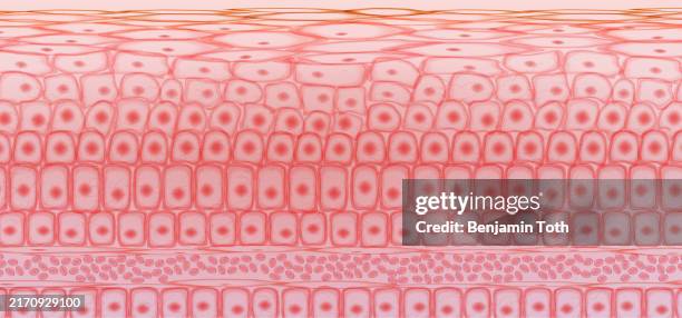 ilustraciones, imágenes clip art, dibujos animados e iconos de stock de células del tejido cutáneo, capas de piel, sangre en venas - epitelio